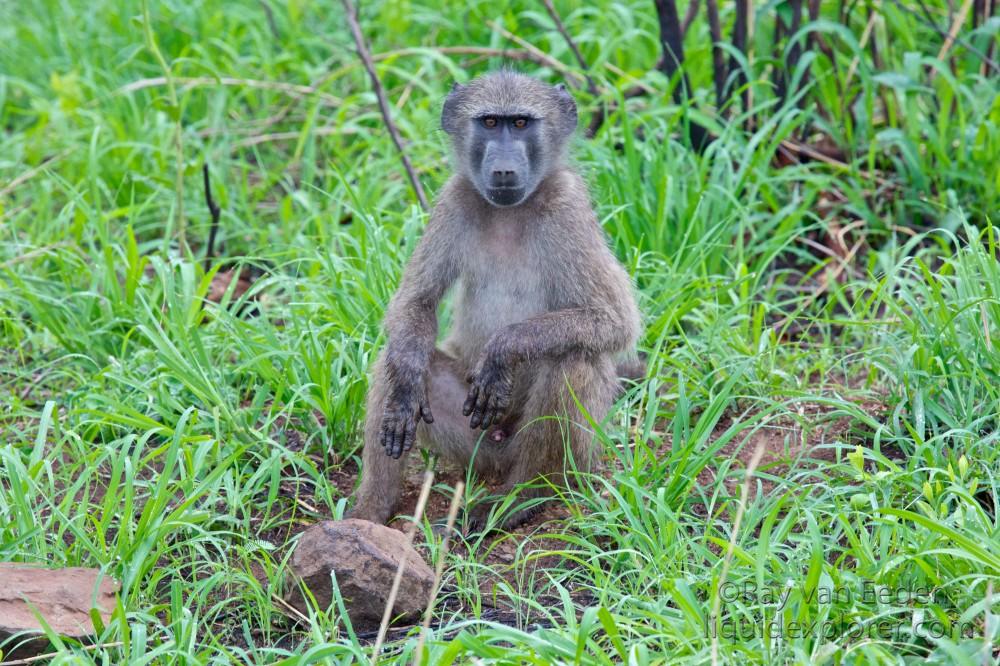 Baboon-Hluhluwe-Game-Reserve-Wildlife
