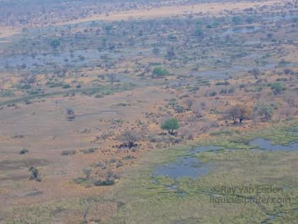 Buffalo-Okavango-Aerial