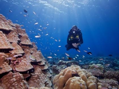 Coral-Alihaa-Underwater