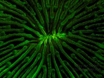 Coral1-Underwater-Fluorescence
