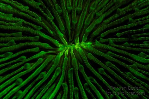 Coral1-Underwater-Fluorescence