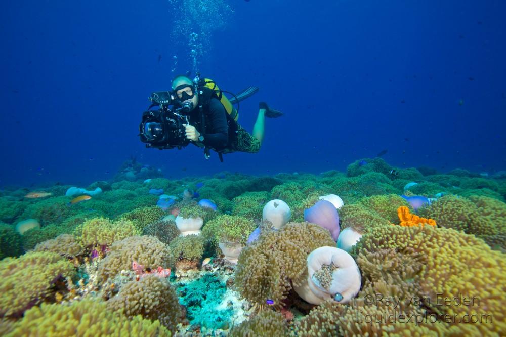 Diver-Anemone-Thila-Underwater