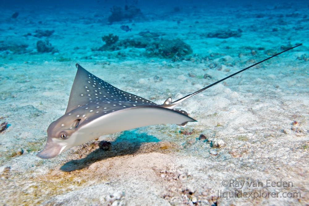 Eagle-Ray-Orimas-Thila-Underwater