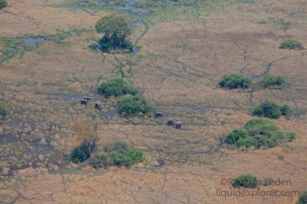 Elephant-Okavango-Aereal
