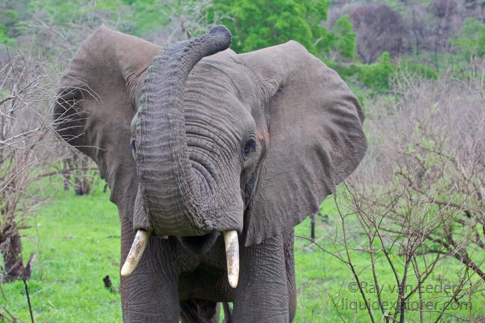 Elephant1-Hluhluwe-Wildlife