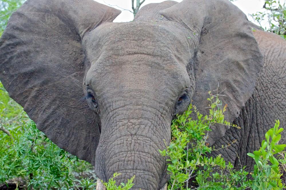 Elephant2-Hluhluwe-Wildlife