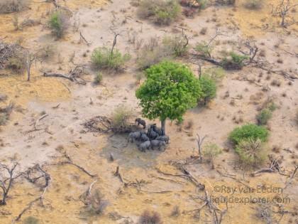 Elephant2-Okavango-Aerial