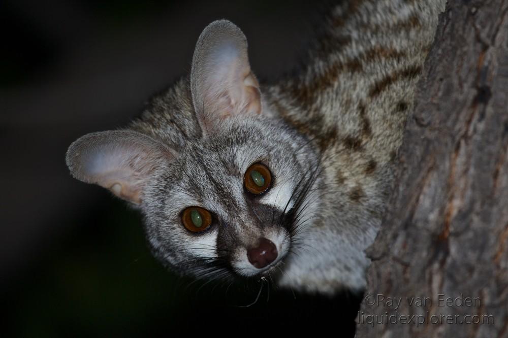 Genet-Sesfontein-Wildlife