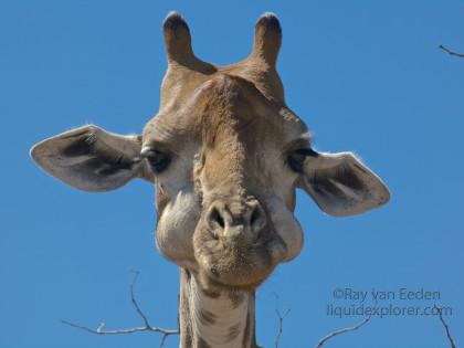 Giraffe-Kurgerpark-Wildlife