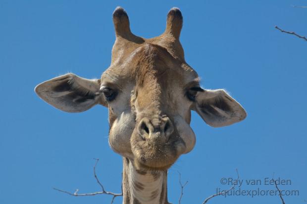 Giraffe-Kurgerpark-Wildlife