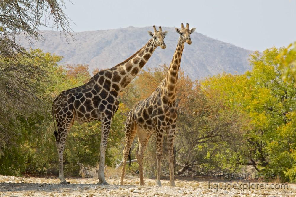 Giraffe-Puros-Wildlife