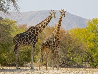 Giraffe-Puros-Wildlife