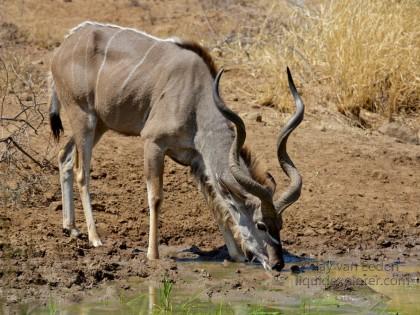 Kudu-Black-Rhino-Park-Wildlife