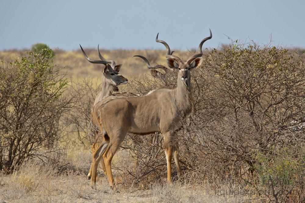 Kudu-Central-Kalahari-Wildlife | Liquid Explorer