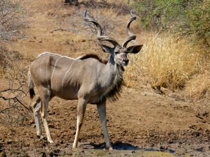 Kudu1-Black-Rhino-Park-Wildlife