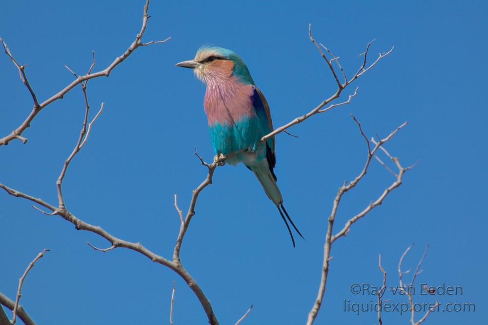 Lilac-Breasted-Roller-Central-Kalahari-Wildlife