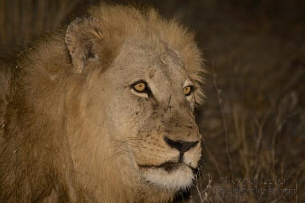 Lion-Pondoro-Wildlife