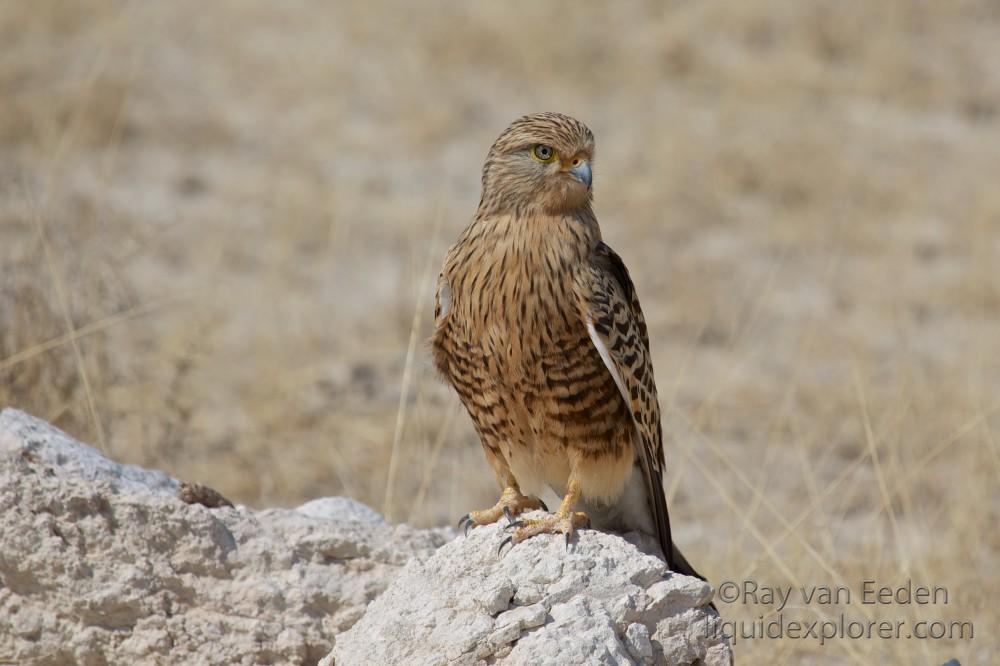 Little-Banded-Goshawk-Etosha-Pan-Wildlife