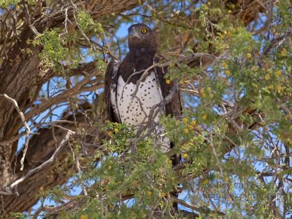 Martial-Eagle-Kgalagadi-Park-Wildlife