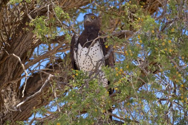 Martial-Eagle-Kgalagadi-Park-Wildlife