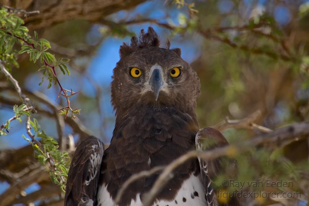 Martial-Eagle1-Kgalagadi-Park-Wildlife