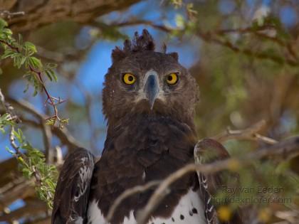 Martial-Eagle1-Kgalagadi-Park-Wildlife