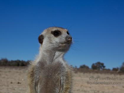 Meercat-Project-Leeupan-Wildlife