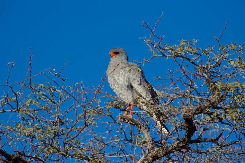 Phale-Chanting-Ghoshawk-Khutze-Game-Reserve-Wildlife