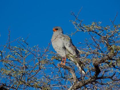 Phale-Chanting-Ghoshawk-Khutze-Game-Reserve-Wildlife