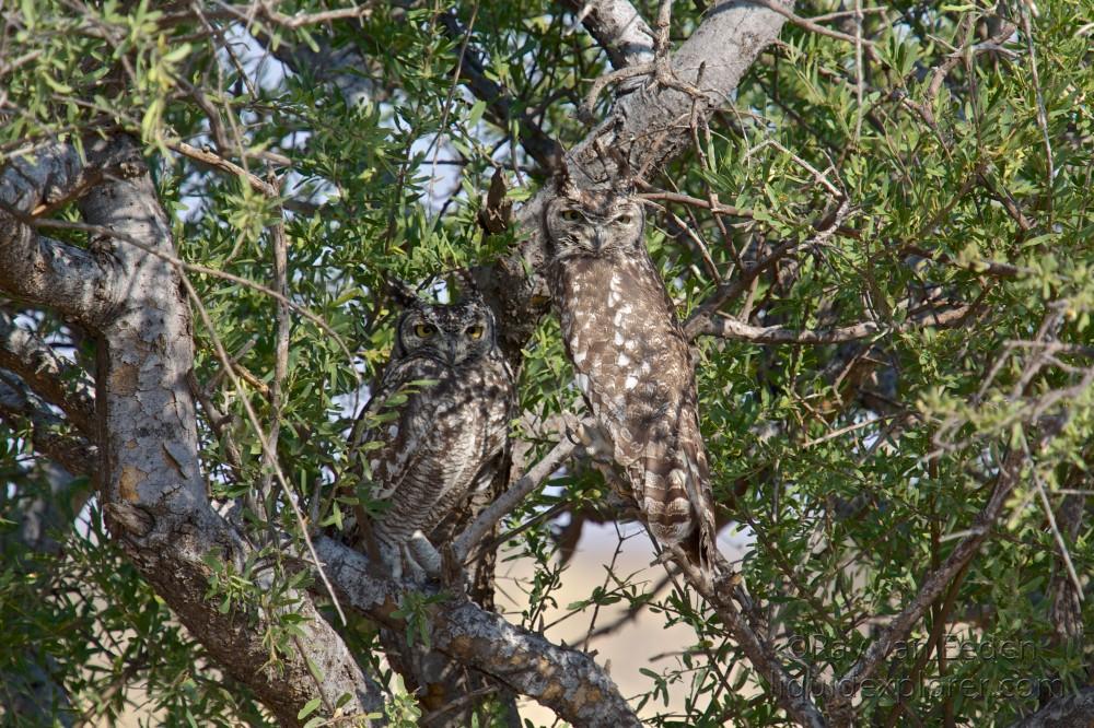 Spotted-Eagle-Owl2-Central-Kalahari-Wildlife