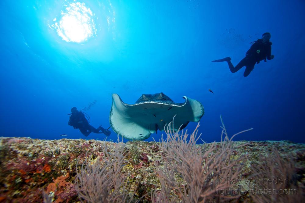 Stingray-Felivaru-Kandu-Underwater1