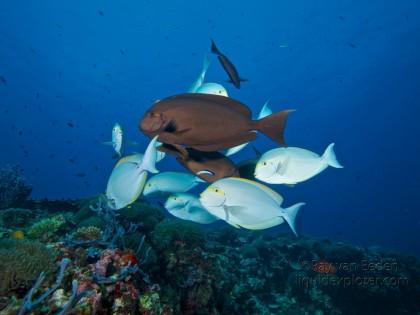 Surgeon-Fish-Anemone-Thila-Underwater