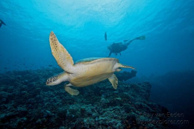Turtle2-Kuredu-Caves-Underwater