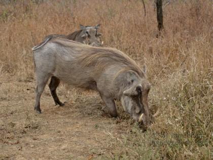 Warthog-Imfolozi-Wildlife.jpg