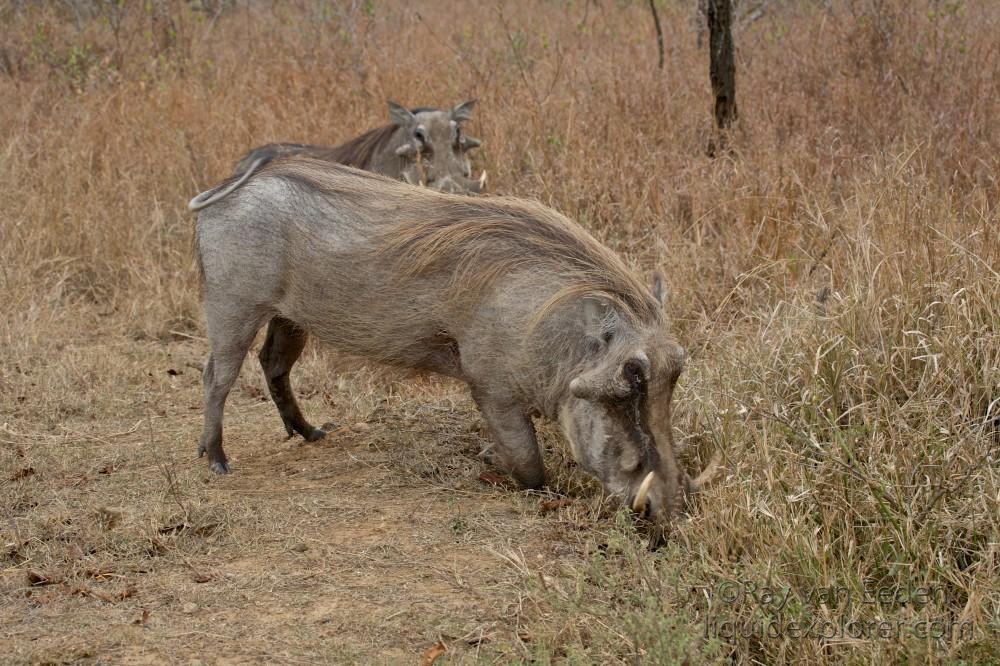 Warthog-Imfolozi-Wildlife.jpg