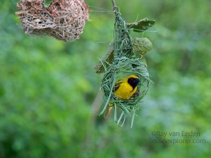 Weaver-Bird-Hluhluwe-Game-Reserve-Wildlife