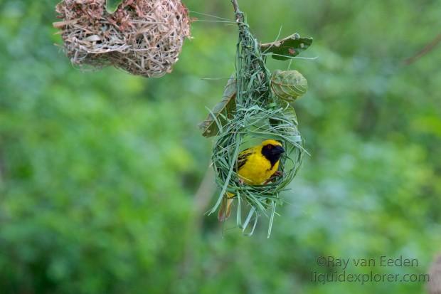 Weaver-Bird-Hluhluwe-Game-Reserve-Wildlife