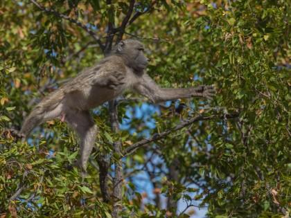 Baboon-Kurger-Park-Wildlife-Portrait-2014-1-of-1