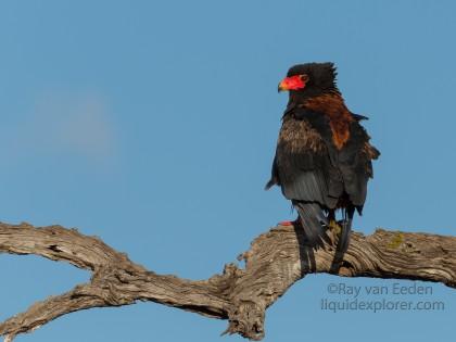 Bateleur-Kurger-Park-Wildlife-Portrait-2014-1-of-1