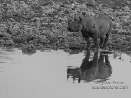 Black-Rhino-Etosha-Wildlife-Portrait-2014-1-of-1