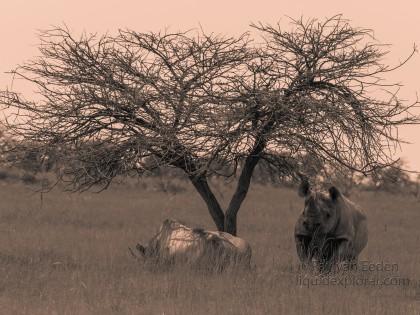 Black-Rhino-Etosha-Wildlife-Portrait-2014-2-of-1