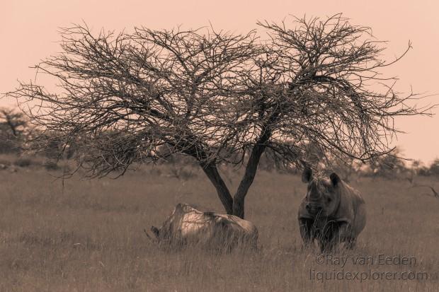 Black-Rhino-Etosha-Wildlife-Portrait-2014-2-of-1