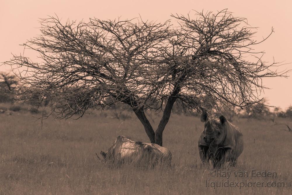 Black-Rhino-Etosha-Wildlife-Portrait-2014-2-of-11