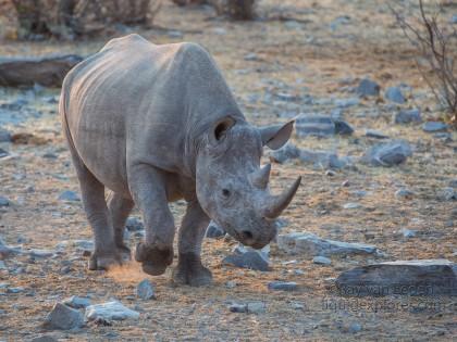 Black-Rhino-Etosha-Wildlife-Wide-Angle-2-of-3