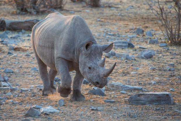 Black-Rhino-Etosha-Wildlife-Wide-Angle-2-of-3
