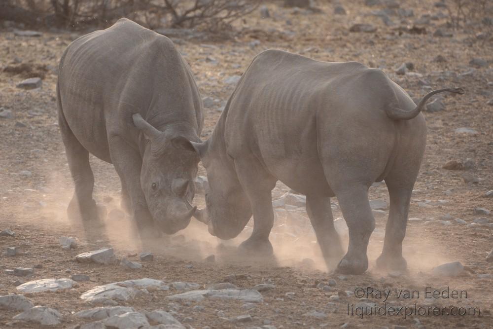 Black-Rhino-Etosha-Wildlife-Wide-Angle-3-of-3