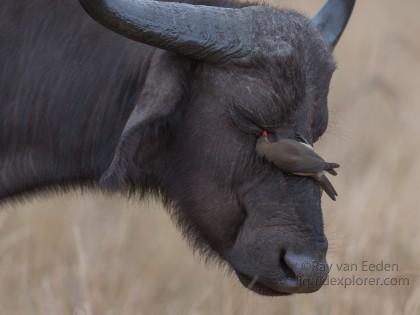 Buffalo-Imfolozi-Wildlife-Portrait-2014-1-of-2