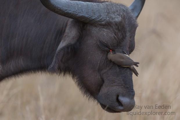 Buffalo-Imfolozi-Wildlife-Portrait-2014-1-of-2