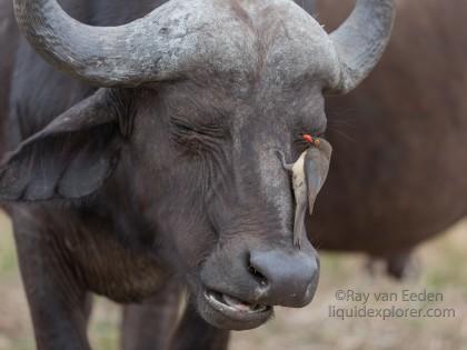 Buffalo-Imfolozi-Wildlife-Portrait-2014-2-of-2