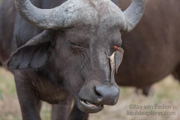 Buffalo-Imfolozi-Wildlife-Portrait-2014-2-of-2